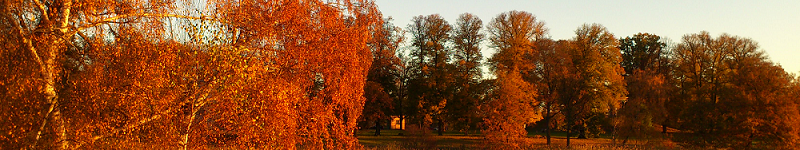 Red trees